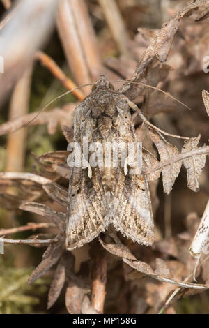 Silber Y Motte (autographa Gamma) auf toten Bracken in Surrey, Heide, Deutschland Stockfoto