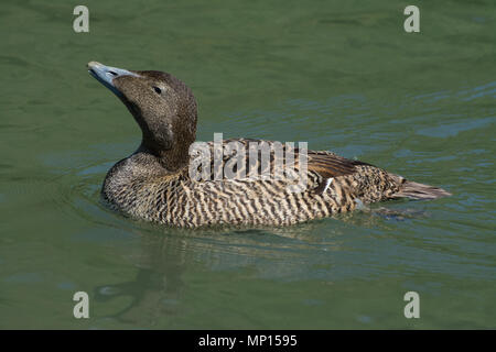 Weibliche eider Duck (Somateria Mollissima) Schwimmen Stockfoto