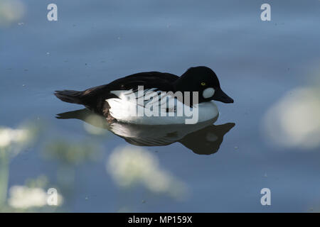 Männliche schellente (Bucephala clangula), eine Ente, Tauchen, Schwimmen Stockfoto