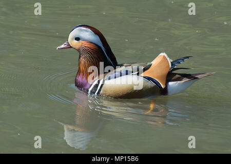 Männlich (Drake) Mandarinente (Aix galericulata) Schwimmen Stockfoto