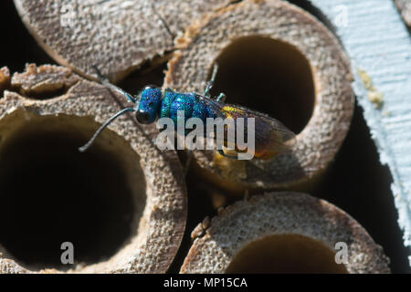 Rubinschwanzwespe (Chrysis ignita) in einem Insektenhotel in England, Großbritannien Stockfoto