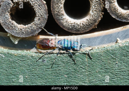 Ruby-tailed Wasp (Chrysis Ignita) auf einem bug Hotel Stockfoto