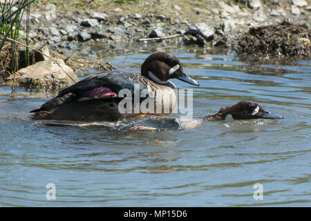 Bronze - winged Enten auch genannt Brillenbär Enten (Speculanas specularis) Verpaarung in Arundel Wildvogel und Feuchtgebieten Vertrauen, West Sussex, Großbritannien Stockfoto