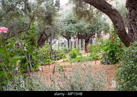 Alten Olivenbäumen und junge krautigen Pflanzen nebeneinander leben Im historischen Garten des Getshemene die Szene der Geburt Jesu Christi qualvollen Gebet Stockfoto