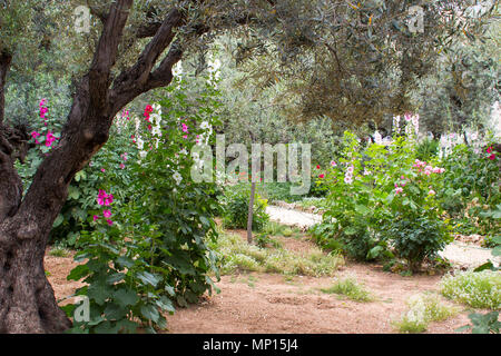 Alten Olivenbäumen und junge krautigen Pflanzen nebeneinander leben Im historischen Garten von Gethsemane die Szene der Geburt Jesu Christi qualvollen Gebet Stockfoto