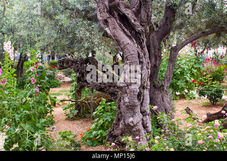 Alten Olivenbäumen und junge krautigen Pflanzen nebeneinander leben Im historischen Garten des Getshemene die Szene der Geburt Jesu Christi qualvollen Gebet Stockfoto