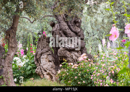 Alten Olivenbäumen und junge krautigen Pflanzen nebeneinander leben Im historischen Garten des Getshemene die Szene der Geburt Jesu Christi qualvollen Gebet Stockfoto