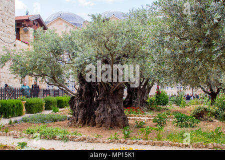 Alten Olivenbäumen und junge krautigen Pflanzen nebeneinander leben Im historischen Garten des Getshemene die Szene der Geburt Jesu Christi qualvollen Gebet Stockfoto