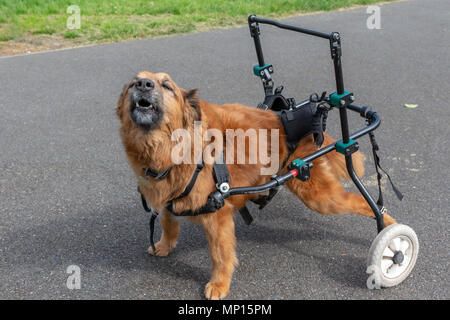 Vierzehn Jahre alten Hund mit Arthritis verwendet eine benutzerdefinierte Gehhilfe mit seiner Mobilität in einem Park in Warrington, Cheshire, England, UK zu unterstützen. Stockfoto