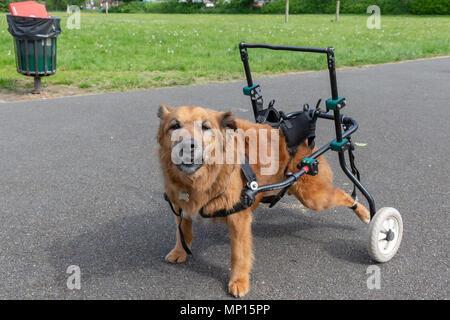 Vierzehn Jahre alten Hund mit Arthritis verwendet eine benutzerdefinierte Gehhilfe mit seiner Mobilität in einem Park in Warrington, Cheshire, England, UK zu unterstützen. Stockfoto