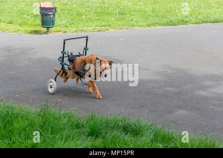 Vierzehn Jahre alten Hund mit Arthritis verwendet eine benutzerdefinierte Gehhilfe mit seiner Mobilität in einem Park in Warrington, Cheshire, England, UK zu unterstützen. Stockfoto