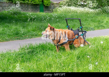 Vierzehn Jahre alten Hund mit Arthritis verwendet eine benutzerdefinierte Gehhilfe mit seiner Mobilität in einem Park in Warrington, Cheshire, England, UK zu unterstützen. Stockfoto