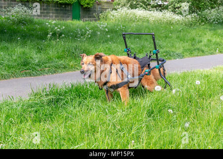 Vierzehn Jahre alten Hund mit Arthritis verwendet eine benutzerdefinierte Gehhilfe mit seiner Mobilität in einem Park in Warrington, Cheshire, England, UK zu unterstützen. Stockfoto