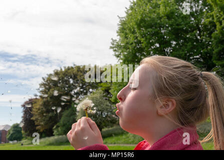 Junges Mädchen mit blonden Haaren und einem Pferdeschwanz bläst die Samen aus einem Löwenzahn Blume Stockfoto