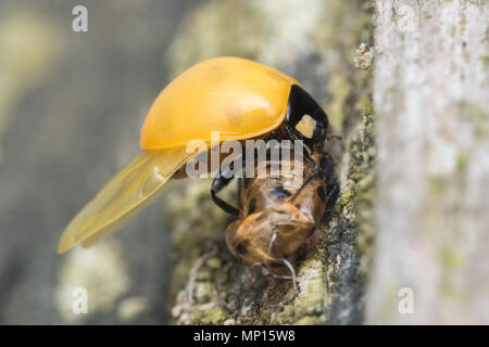 Neu entstandenen 7-Punkt Marienkäfer (Coccinella septempunctata) mit seinen Flügeln zu trocknen. Eine Stunde später hatte es bis gefärbt. Tipperary, Irland Stockfoto