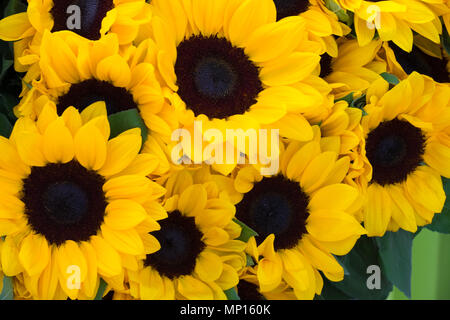 Große gelbe Sonnenblumen Stockfoto