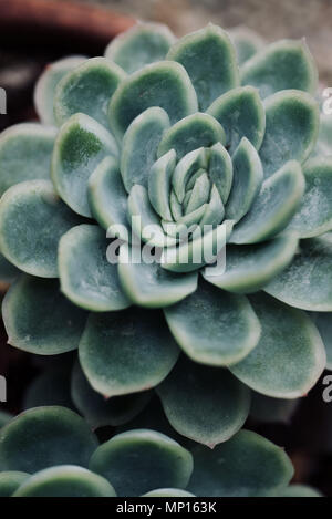 Mexikanische typische Pflanze Sommer Muster, grünen Kaktus, Aloe, saftigen Stockfoto