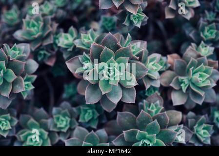 Mexikanische typische Pflanze Sommer Muster, grünen Kaktus, Aloe, saftigen Stockfoto