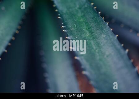 Mexikanische typische Pflanze Sommer Muster, grünen Kaktus, Aloe, saftigen Stockfoto