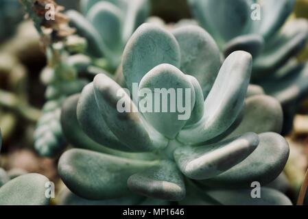 Mexikanische typische Pflanze Sommer Muster, grünen Kaktus, Aloe, saftigen Stockfoto