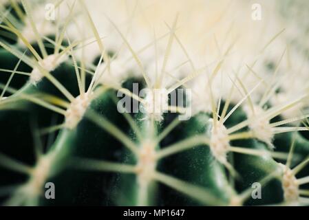 Mexikanische typische Pflanze Sommer Muster, grünen Kaktus, Aloe, saftigen Stockfoto