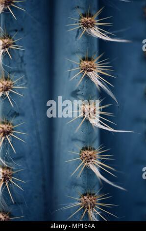 Mexikanische typische Pflanze Sommer Muster, grünen Kaktus, Aloe, saftigen Stockfoto