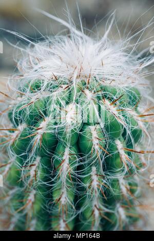 Mexikanische typische Pflanze Sommer Muster, grünen Kaktus, Aloe, saftigen Stockfoto