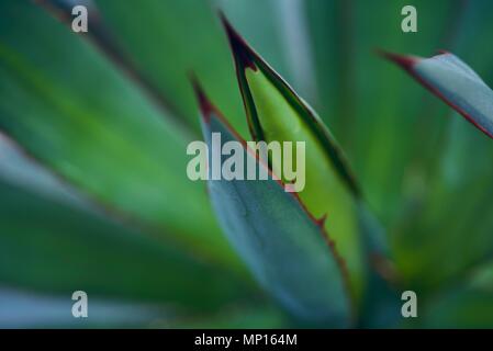 Mexikanische typische Pflanze Sommer Muster, grünen Kaktus, Aloe, saftigen Stockfoto