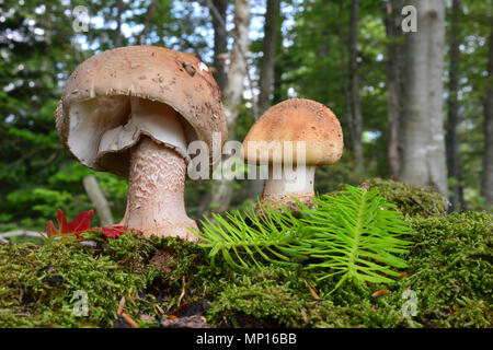 Zwei gesunde und gut aussehende Blusher Pilze, oder Amanita rubescens auf einer Moss in Buchenwald mit grünen Tanne Zweig und red oak leaf Stockfoto