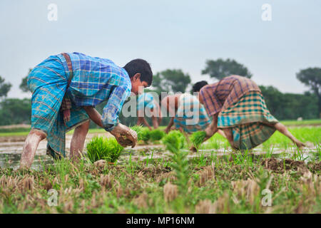 Eine Gruppe von Reisbauern paddy im Feld. Jessore, Bangladesch Stockfoto