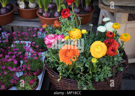 Die ranunkeln und Gänseblümchen für den Verkauf in den Store Stockfoto