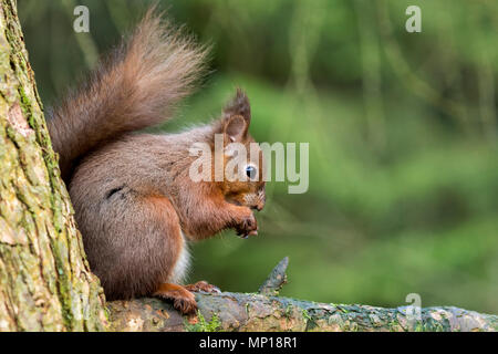 Single, niedliche Eichhörnchen sitzen, essen hoch auf Zweig, Schwanz zusammengerollt hinter Snaizeholme Eichhörnchen Trail, durch Hawes, Yorkshire Dales, England, UK. Stockfoto