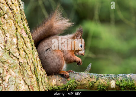 Single, niedliche Eichhörnchen sitzen, essen hoch auf Zweig, Schwanz zusammengerollt hinter Snaizeholme Eichhörnchen Trail, durch Hawes, Yorkshire Dales, England, UK. Stockfoto