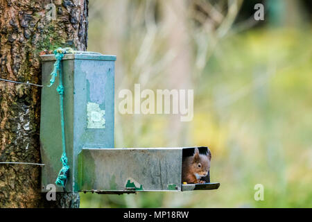 Single, niedliche Eichhörnchen stößt seinen Kopf aus Samen Feeder auf Baumstamm - Snaizeholme Eichhörnchen Trail, in der Nähe von Hawes, Yorkshire Dales, England, UK. Stockfoto