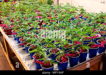 Junge Pflanzen Cannabis Sativa 'Wachsen in den Behältern, künstliche Beleuchtung, Baumschule, Unkraut Farm, Washington State. Stockfoto