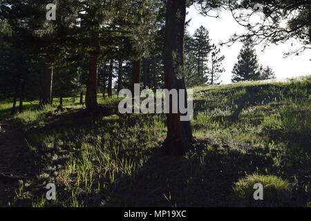 Die Sonne wirft Schatten und beleuchtet die Grashalme im Frühling auf einem Hügel in Colorado. Stockfoto