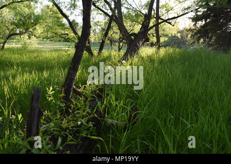 Ein horizontal wachsenden Baum erreicht in das Sonnenlicht während der Frühling in Colorado. Stockfoto