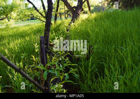 Ein horizontal wachsenden Baum erreicht in das Sonnenlicht während der Frühling in Colorado. Stockfoto