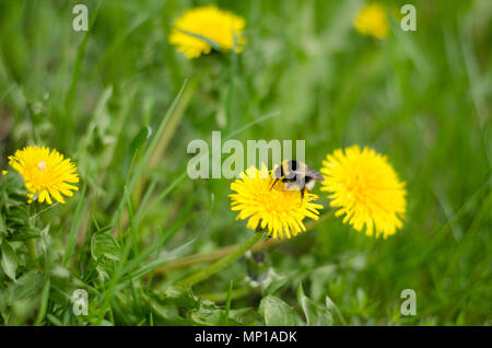 Eine Hummel, die in einem Feld von Löwenzahn zu bestäuben. Stockfoto