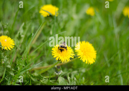 Eine Hummel, die in einem Feld von Löwenzahn zu bestäuben. Stockfoto