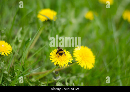 Eine Hummel, die in einem Feld von Löwenzahn zu bestäuben. Stockfoto