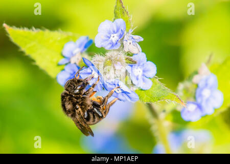 Honig Bienen Nektar sammeln von Vergiss mich nicht Blumen auf britische Wiese im Frühjahr. atemberaubende Tierwelt uk. Natural World Conservation. Natur Uk. Stockfoto