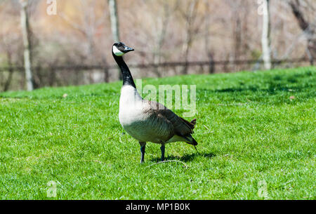 Man neugierig und aufmerksam Kanadagans stehend auf grünen Gras im Park. Stockfoto