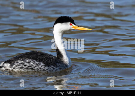 Clark's Grebe, Putnam's Point, Oregon. Weniger häufig als die westlichen Grebe, die sie züchten, nach Süden in den nördlichen und zentralen Mexiko. Stockfoto