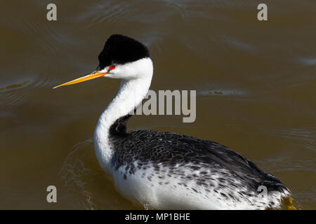 Clark's Grebe, Putnam's Point, Oregon. Weniger häufig als die westlichen Grebe, die sie züchten, nach Süden in den nördlichen und zentralen Mexiko. Stockfoto