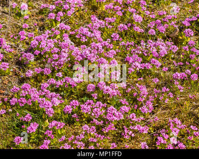 Meer Sparsamkeit Pflanzen, helliwell Provincial Park, Hornby Island, BC, Kanada. Stockfoto