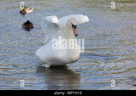 Mute swan auf Kingsmill Reservor Mansfield in Nottinghamshire Stockfoto