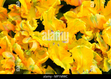 Schönen gelben Papagei Tulpe Blume im Garten Stockfoto