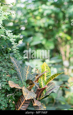 Croton mit großen gelb-grüne Blätter. Croton mit pustrous Laub im Garten. Stockfoto