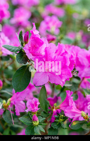 Big Pink Azalee Busch im Garten. Jahreszeit blühende Azaleen. Rosa Satsuki Azalee blüht (Azalea Rhododendron) Stockfoto